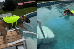 adorable dog video