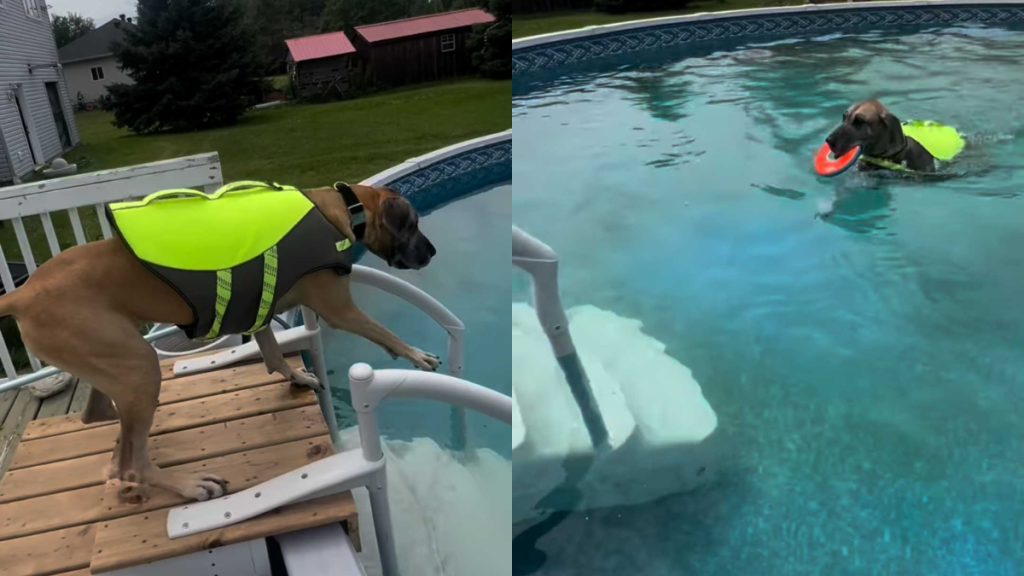 adorable dog video