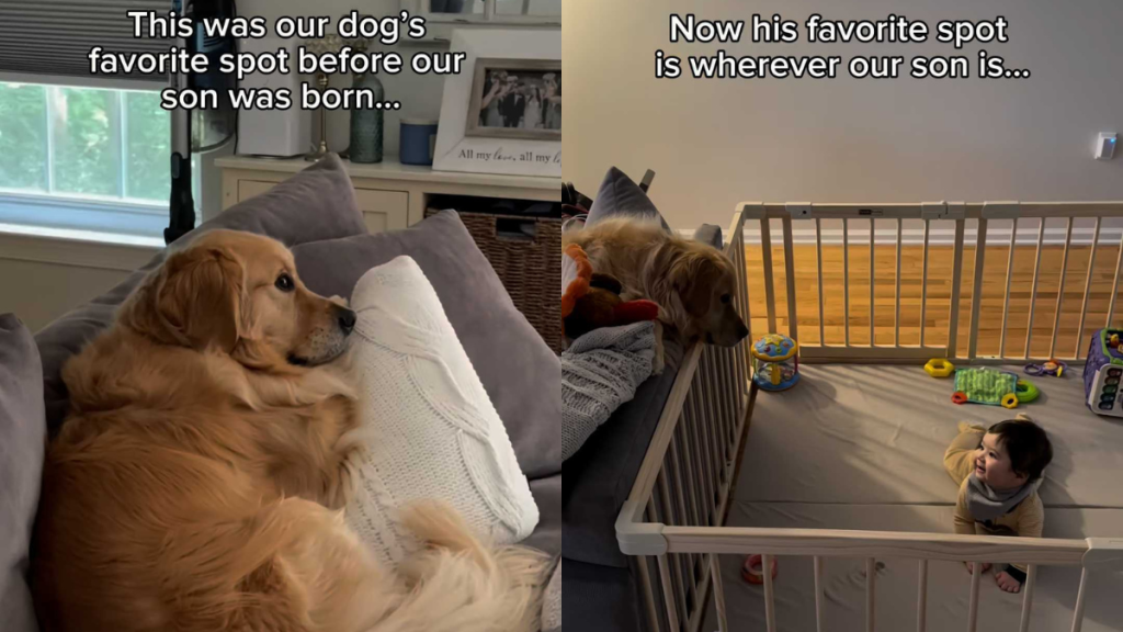 adorable dog and toddler video