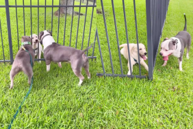 adorable dogs and puppy video