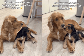 adorable dog video