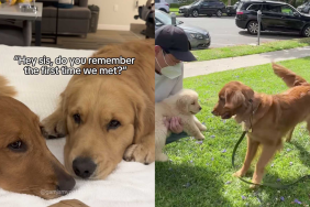 adorable dog video
