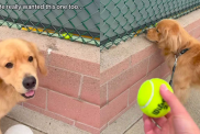 adorable dog video