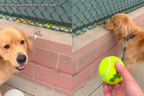adorable dog video