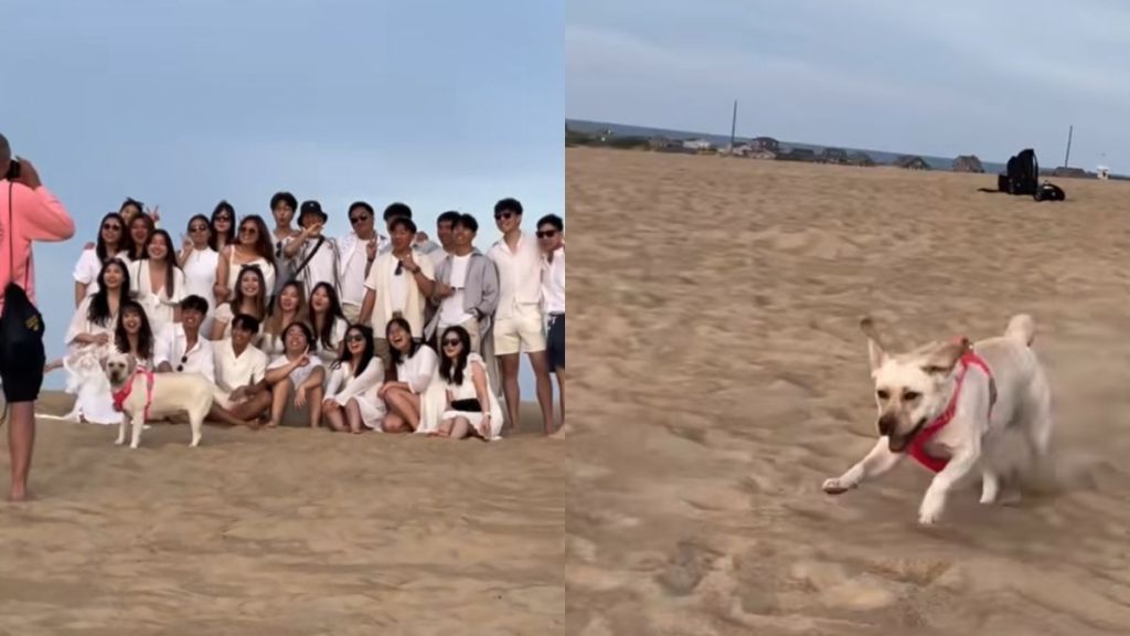 Dog photobomb video