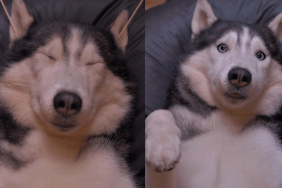 husky video