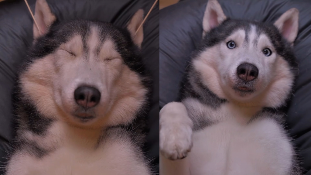 husky video