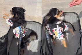 Chihuahua video