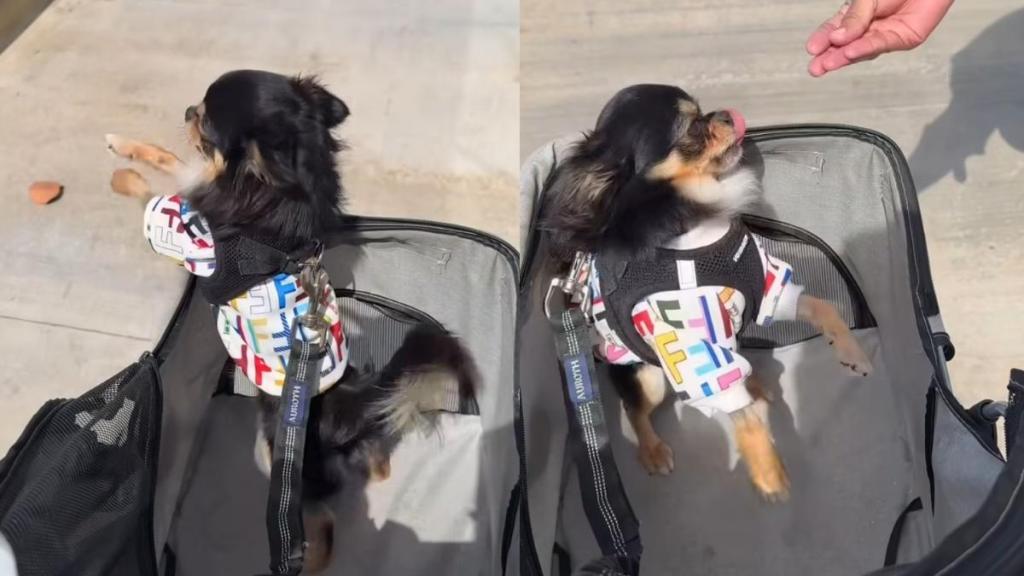 Chihuahua video