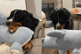 Rescue Bernese Mountain Dog video