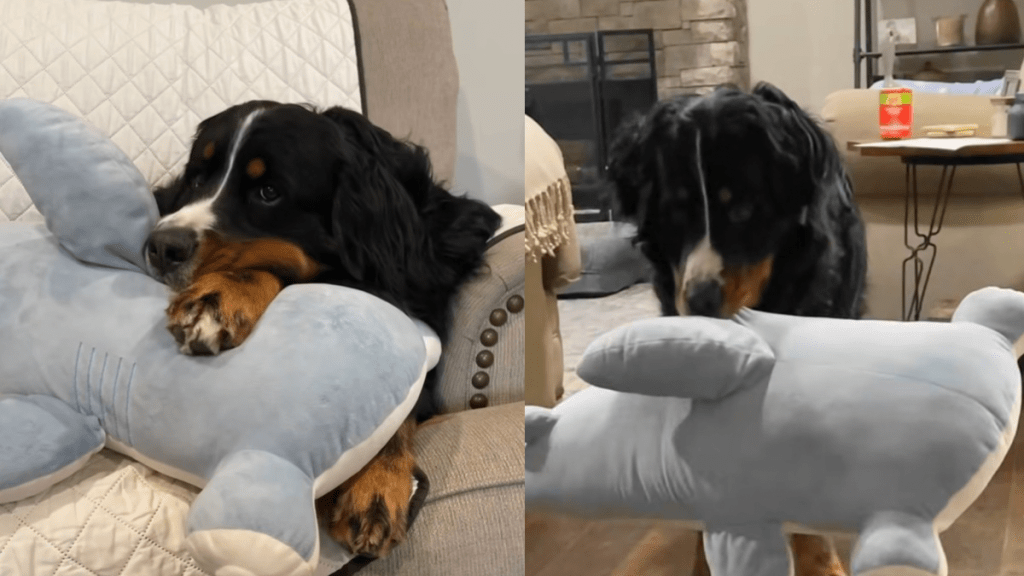 Rescue Bernese Mountain Dog video
