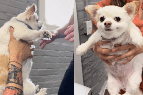 Vet Chihuahua first look video