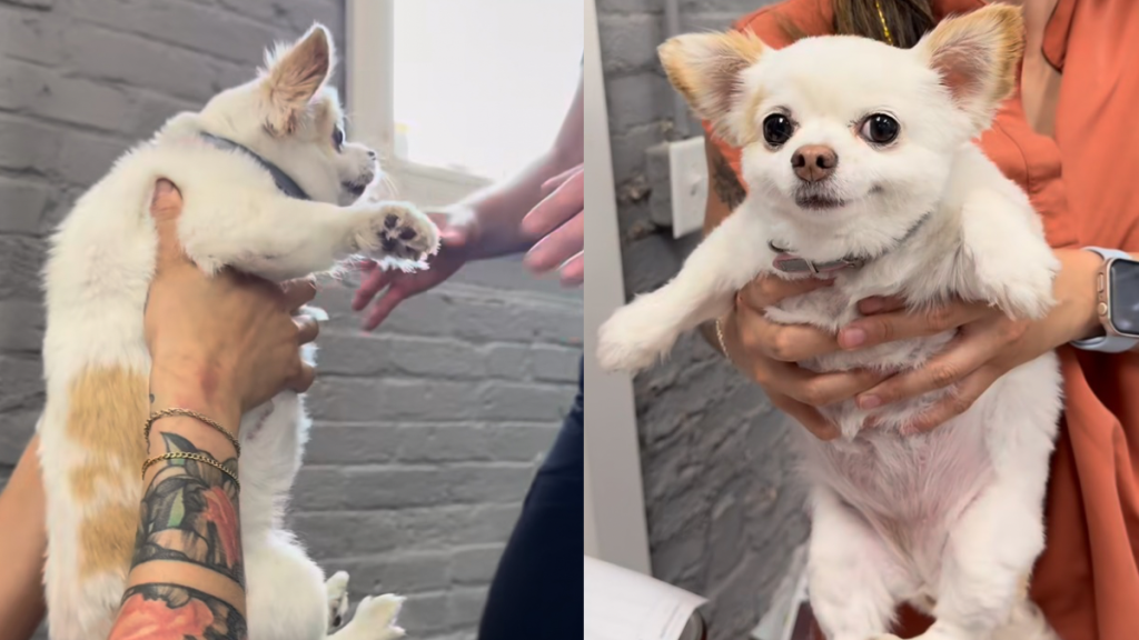 Vet Chihuahua first look video