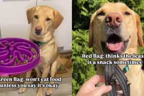 Dog green red flags video