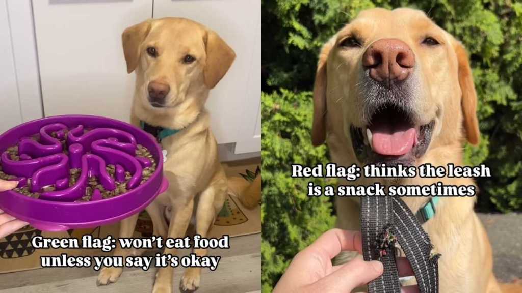Dog green red flags video