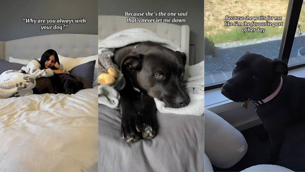 owner girl dog video