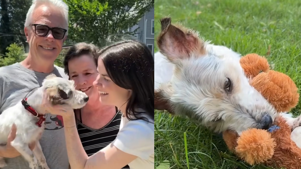 foster mom puppy adoption