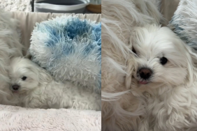 Maltese pillow video