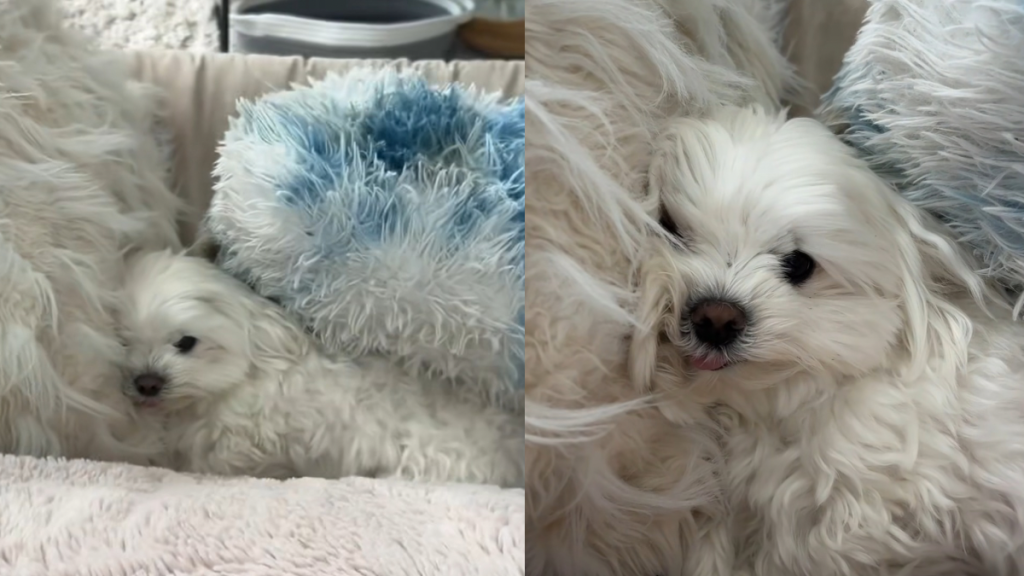 Maltese pillow video