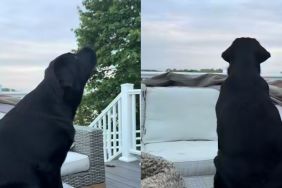 Labrador plane video