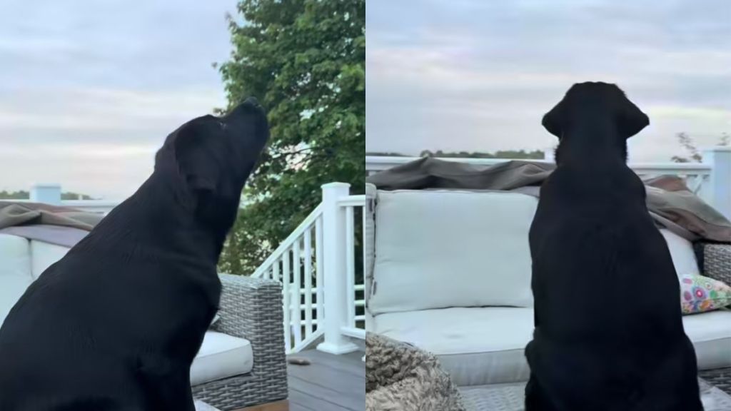 Labrador plane video
