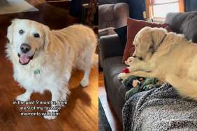 Senior Golden Retriever adoption