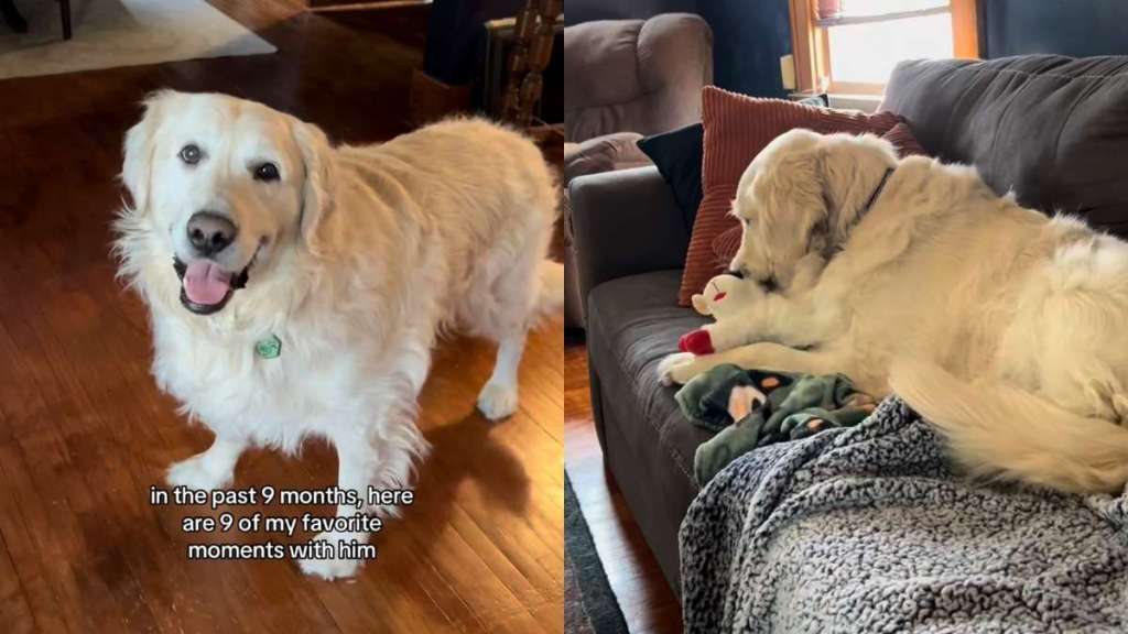 Senior Golden Retriever adoption