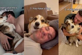 Corgi owner video