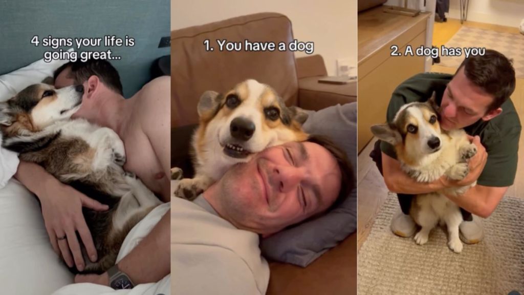 Corgi owner video
