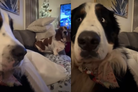 Bernese Mountain Dog video