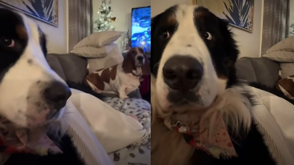 Bernese Mountain Dog video
