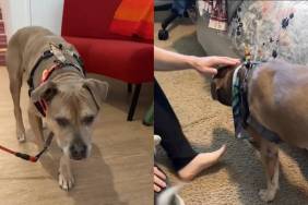 Foster dogs video