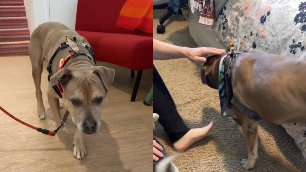 Foster dogs video