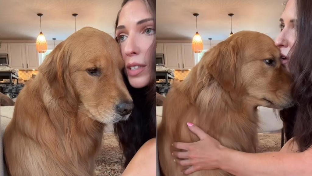 Golden Retriever comfort video