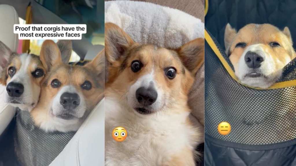 Corgis video