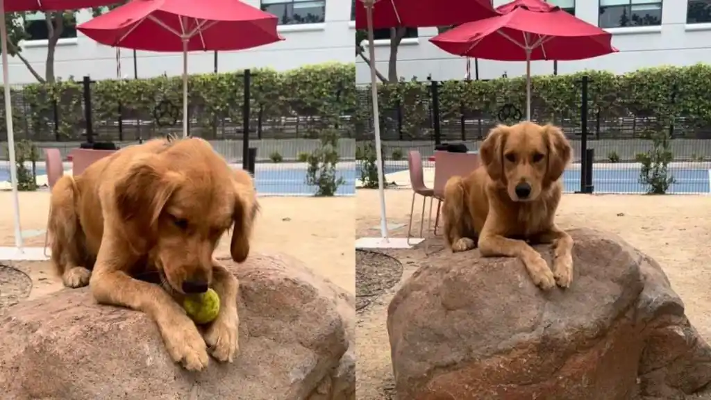 Dog fetch video