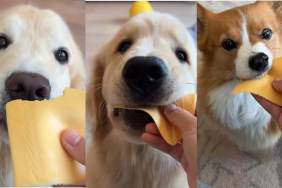 Dogs cheese video