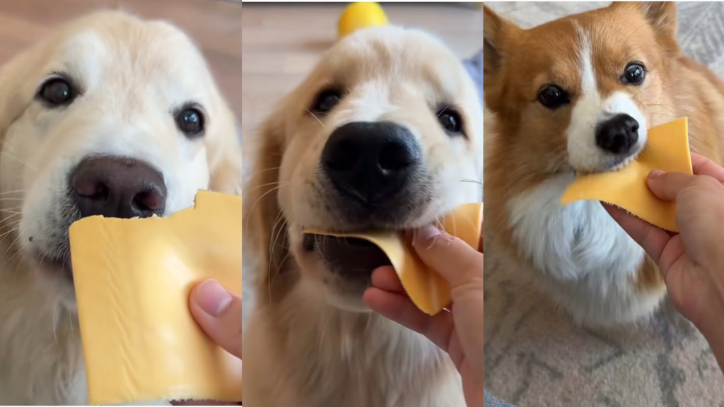 Dogs cheese video