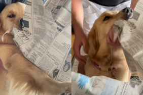golden retriever grandpa video