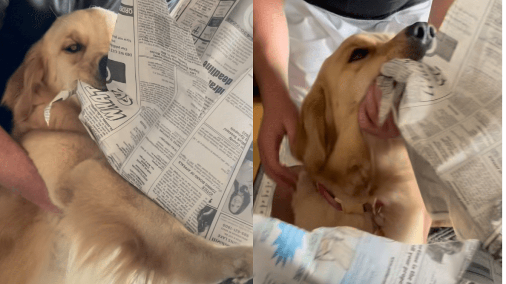 golden retriever grandpa video