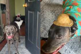 dog outing video