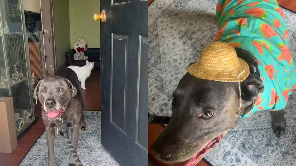 dog outing video