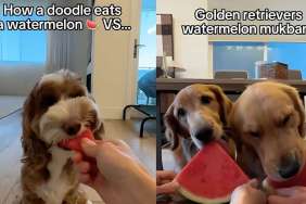 Doodle Golden Retriever watermelon video