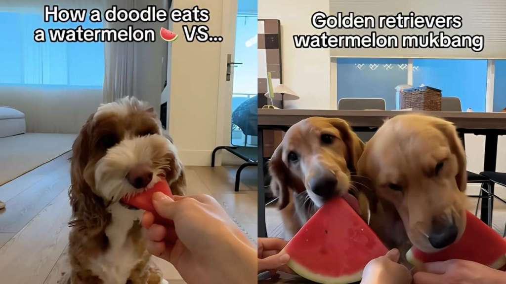 Doodle Golden Retriever watermelon video