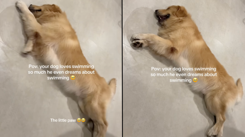 Golden Retriever video