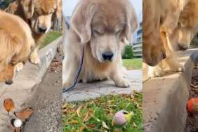 Golden Retrievers video