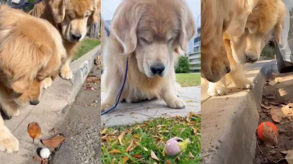Golden Retrievers video