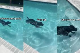 Labrador pool video