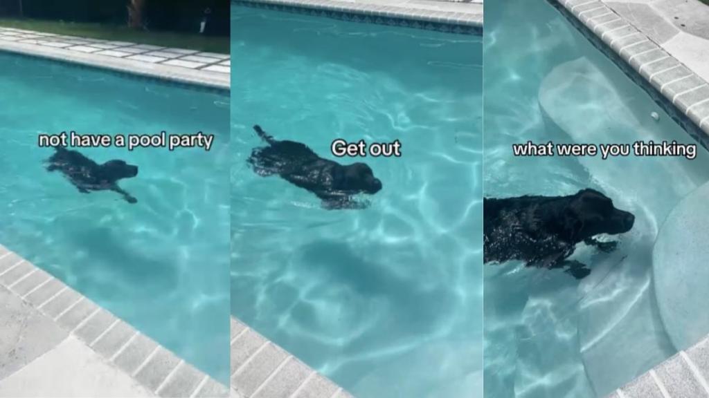 Labrador pool video
