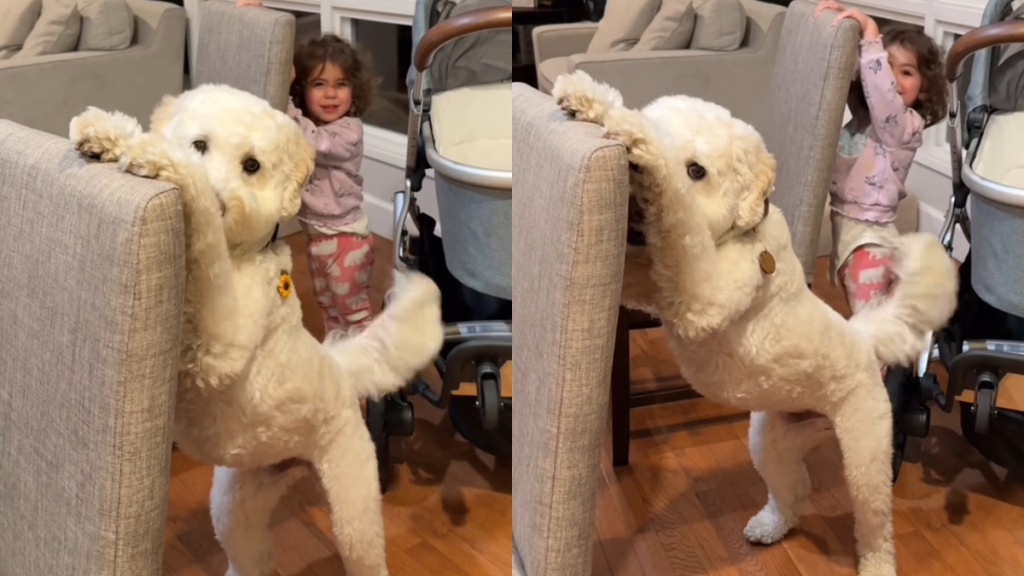 goldendoodle toddler video
